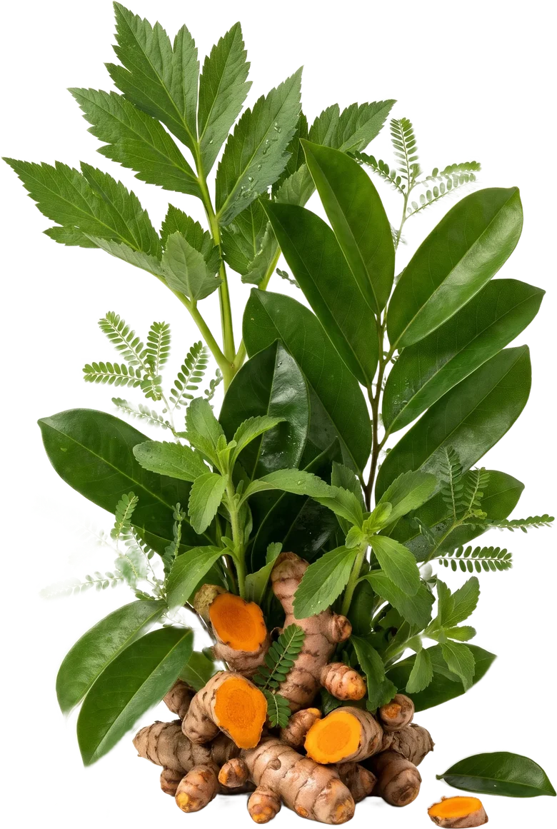 Bahan daun & herba di HNI Health